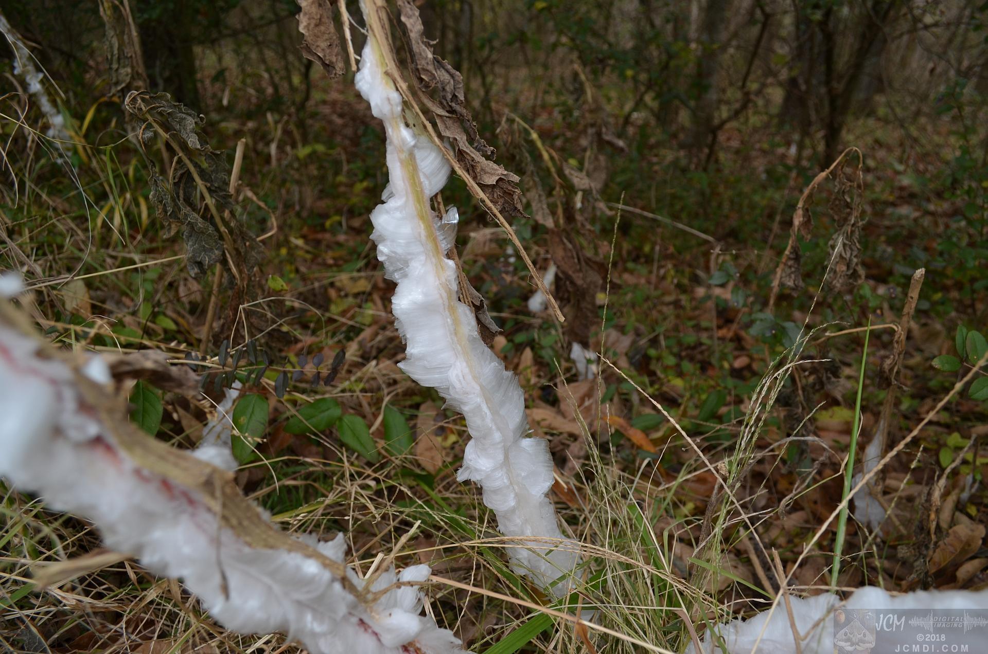 Ice flowers (freezing water slowly-oozed from plant stems, TN)